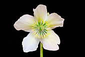 Christmas rose (Helleborus niger)