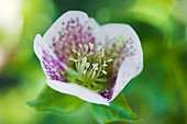 Lenten rose (Helleborus orientalis)