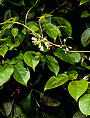 Holboellia latifolia