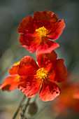 Helianthemum 'Henfield Brilliant'