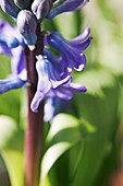 Hyacinth (Hyacinthus sp.)