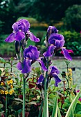 Iris ensata VARIEGATA