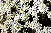 Candytuft (Iberis sempervirens)