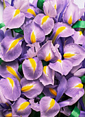 Iris flowers (Iris sp.)
