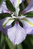 Iris flower (Iris reticulata)