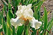 Iris 'Garlanda' flower