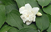 Jasmine flower (Jasminum officinale)
