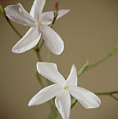 Jasmine flowers (Jasminum sp.)