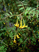 Jasminum humile (Wallichianum form)