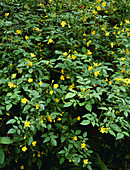 Jasminum floridum