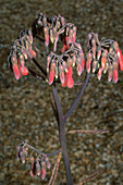 Kalanchoe tubiflora