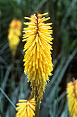 Red hot poker (Kniphofia 'Bee's Sunset')