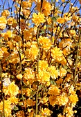 Jew's mantle (Kerria japonica)