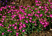 Lobelia erinus compacta STRING OF PEARLS