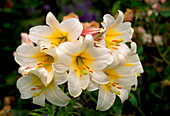 Lilium regale