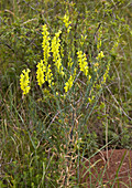 Broomleaf toadflax (Linaria genistifolia)