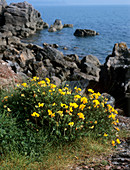 Birdsfoot trefoil (Lotus corniculatus)