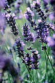 Lavender (Lavandula 'Imperial Gem')