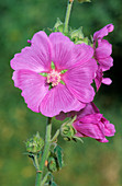 Lavatera thuringiaca ambigua