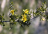 Creosote bush (Larrea tridentata)