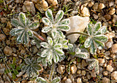 Bajada lupin (Lupinus concinnus)