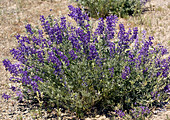 Tahoe lupin (Lupinus argenteus)