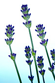 Lavender (Lavandula sp.)