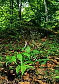 Spring pea (Lathyrus vernus)