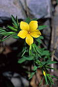 Flax flower (Linum nodiflorum)