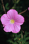 Flax flower (Linum viscosum)