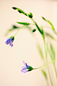 Linum flowers (Linum grandiflorum)