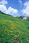 Bird's foot trefoil (Lotus corniculatus)