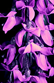 Laburnum flowers in UV light