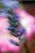 Lavender flowers (Lavandula sp.)