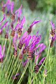 Butterfly lavender (Lavandula stoechas)