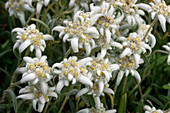 Edelweiss (Leontopodium alpinum 'Mignon')