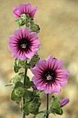 Tree mallow (Lavatera arborea)