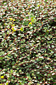 Maidenhair vine (Muehlenbeckia complexa)