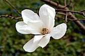 Magnolia (Magnolia x loebneri 'Merrill')