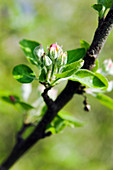 Apple (Malus sp.)