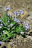 Alpine forget-me-not (Myosotis alpestris)