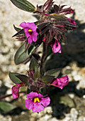 Bigelow monkey-flower (Mimulus bigelovii)