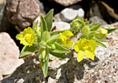 Mohavea breviflora