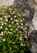 Lewis' monkeyflower (Mimulus lewisii)