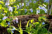 Virginia bluebells (Mertensia virginica)