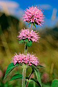 Water mint (Mentha aquatica)