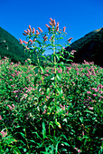 Horsemint (Mentha longifolia)