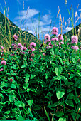 Water mint (Mentha aquatica)