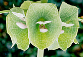 Bells of Ireland (Moluccella laevis)