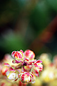 Oregon grape (Mahonia aquifolium)